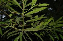 Podocarpus matudae