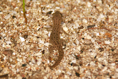Hemidactylus frenatus