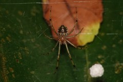 Theridion zonulatum