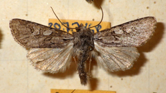Lasionycta proxima