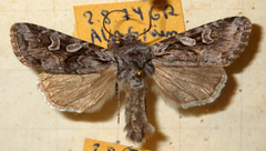Lasionycta proxima