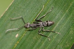 Diacamma geometricum