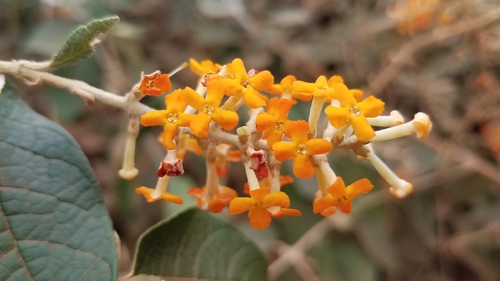 Buddleja madagascariensis image