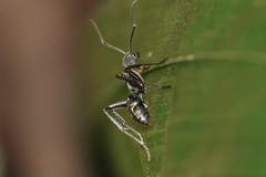 Diacamma geometricum