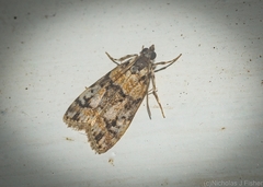 Scoparia charopoea