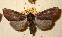 Apamea crenata
