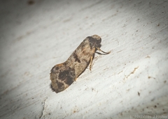 Bathrosterra calotropha