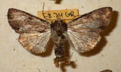 Apamea crenata