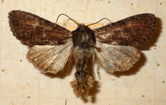 Apamea crenata