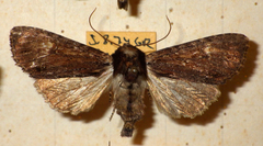 Apamea crenata