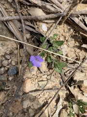 Brunoniella