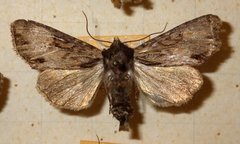 Apamea crenata