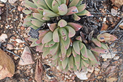 Machairophyllum