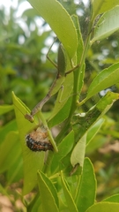 Tarachomantis