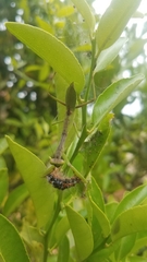 Tarachomantis