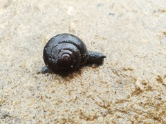 Pommerhelix monacha