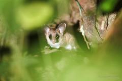 Didelphinae