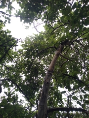 Cordia monoica