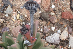 Machairophyllum