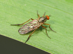 Rhamphomyia
