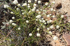 Selago ramosissima