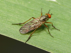 Rhamphomyia