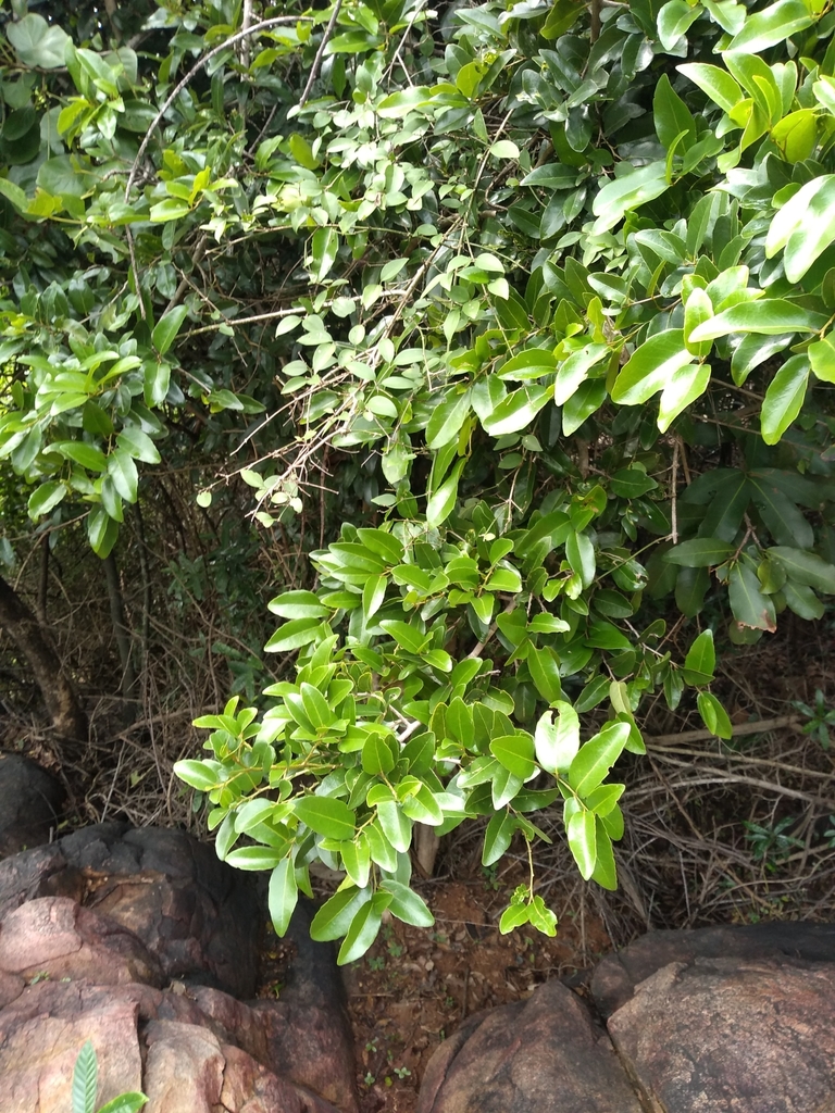 Drypetes sepiaria