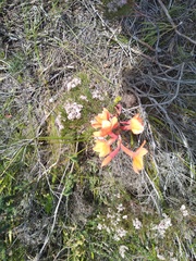 Watsonia schlechteri