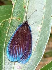 Pompelon marginata