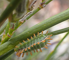 Omocenoides isophanes
