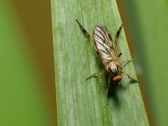 Rhamphomyia