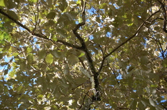 Quercus calophylla