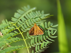 Polytremis lubricans