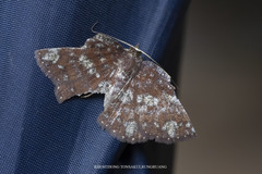 Astygisa stueningi