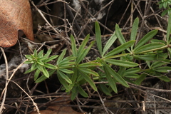 Galium spurium