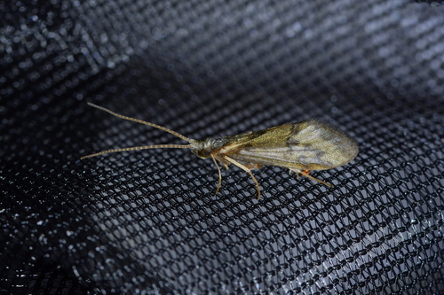 Common Stony-cased Caddisfly photo 4