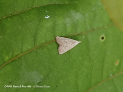 Meganola brunellus