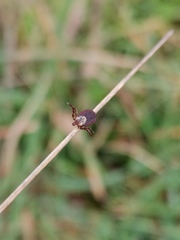 Dermacentor marginatus
