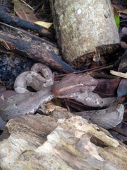 Craspedocephalus puniceus