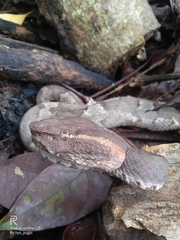 Craspedocephalus puniceus