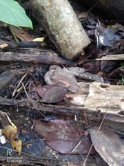 Craspedocephalus puniceus