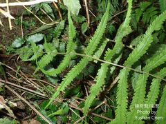 Christella subpubescens