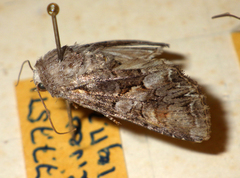 Lacanobia contigua