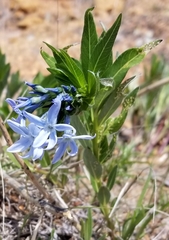 Amsonia