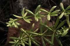 Galium spurium