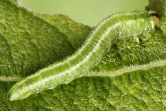 Euura bipartita