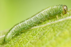 Euura bipartita