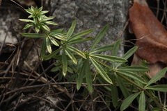 Galium spurium