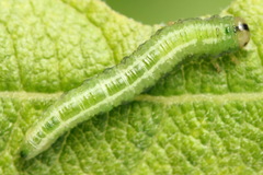 Euura bipartita