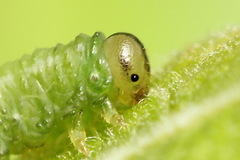Euura bipartita